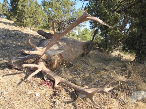 Anatolian Reed Stag Hunting